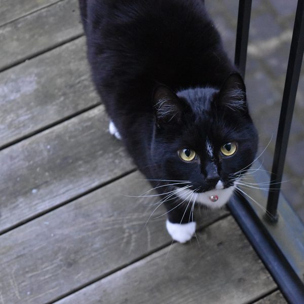 Mina the cat